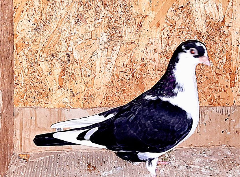  - 0000001 prin voliere