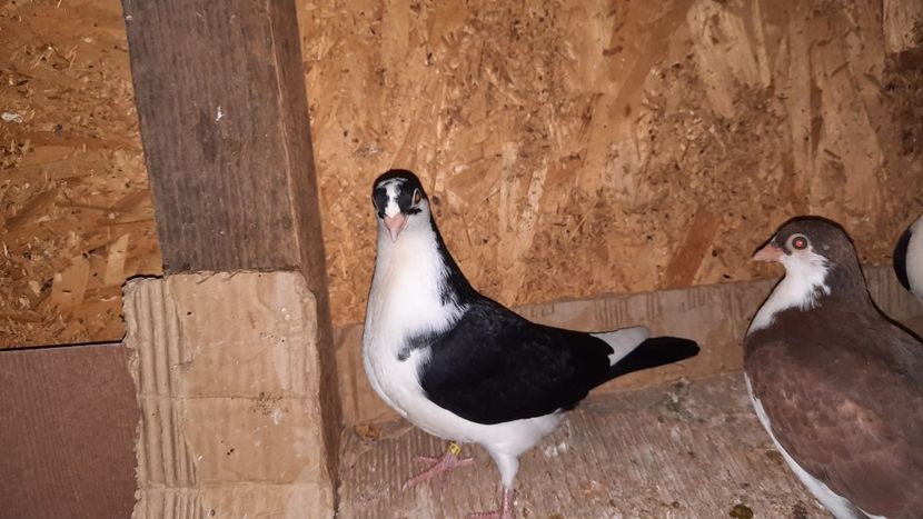  - 0000001 prin voliere