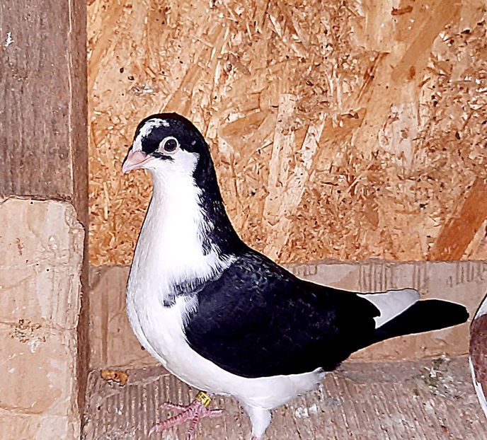  - 0000001 prin voliere