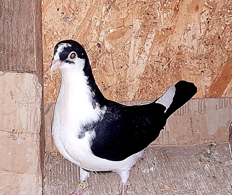  - 0000001 prin voliere