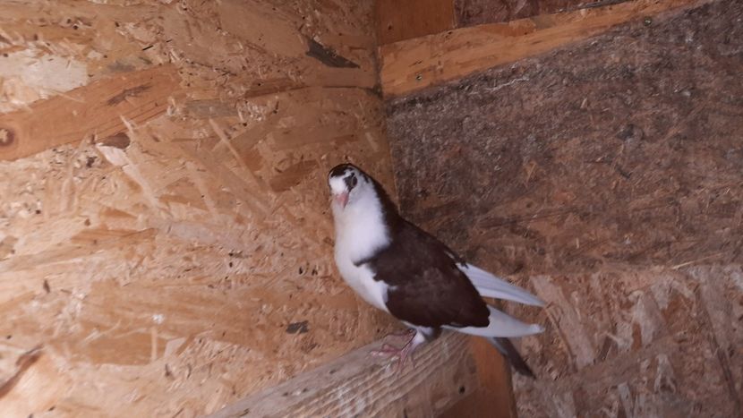  - 0000001 prin voliere