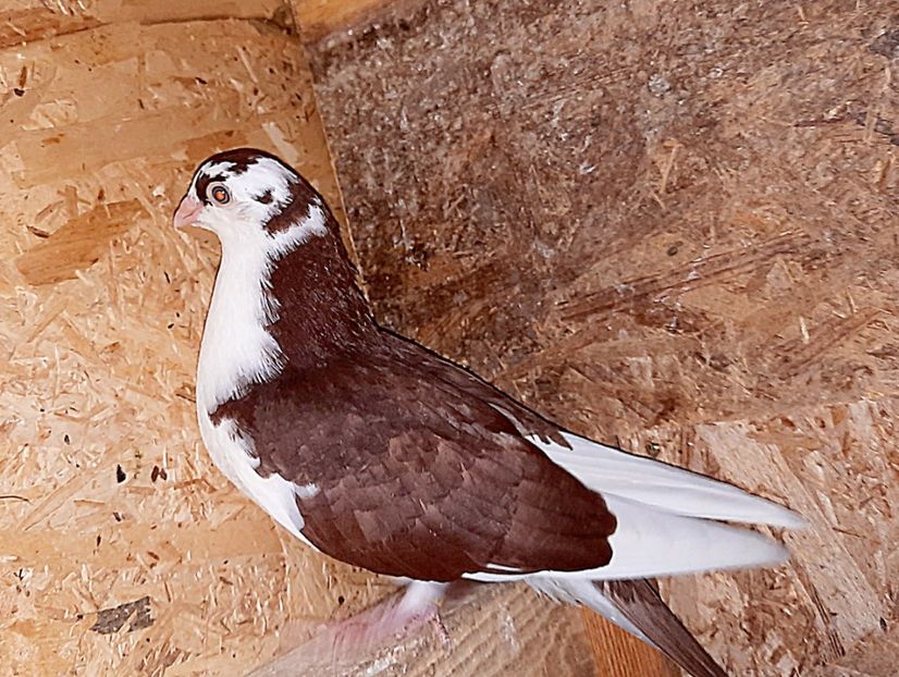  - 0000001 prin voliere