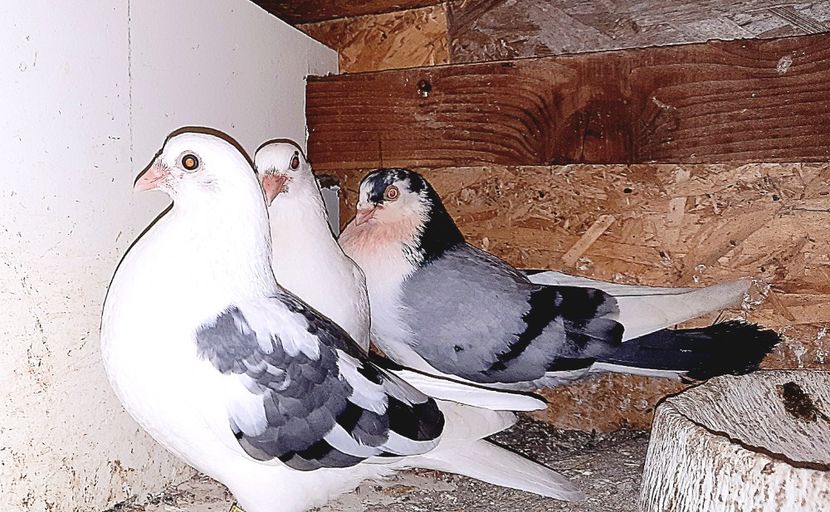  - 0000001 prin voliere