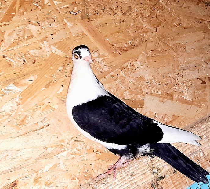  - 0000001 prin voliere