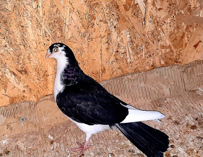  - 0000001 prin voliere