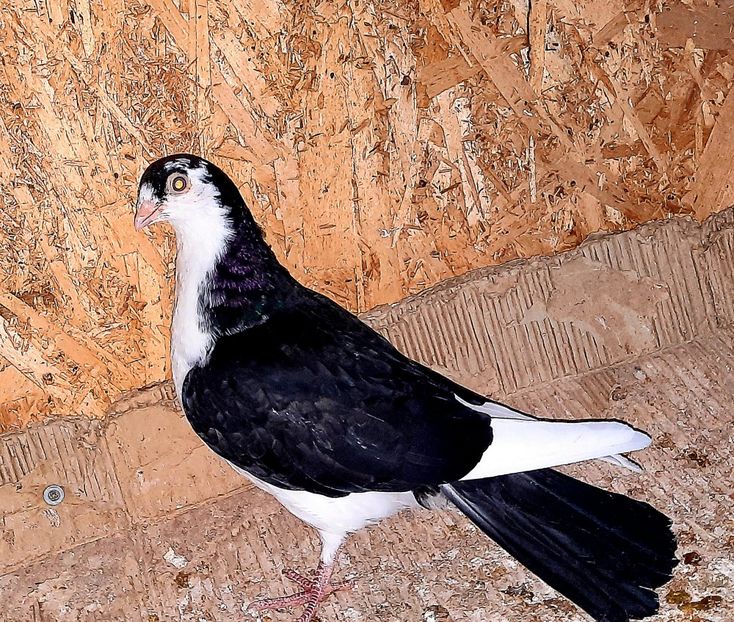  - 0000001 prin voliere