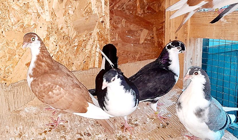  - 0000001 prin voliere