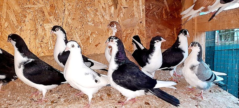  - 0000001 prin voliere