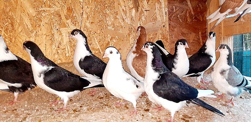  - 0000001 prin voliere