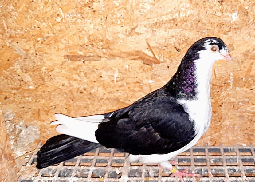  - 0000001 prin voliere