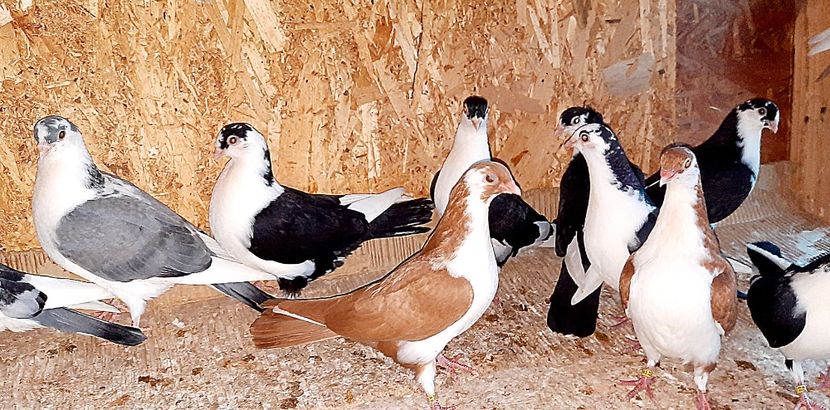  - 0000001 prin voliere