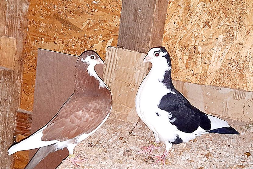  - 0000001 prin voliere