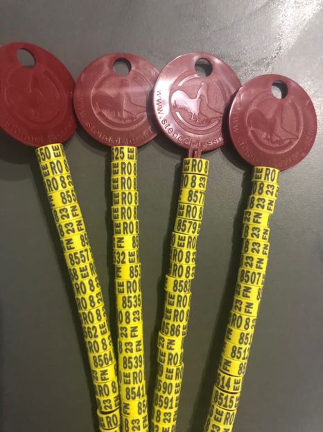 7C8B8741-08C6-40CB-8142-FAFAF48EC409 - 0 Inele Ornament RO EEFN 2023