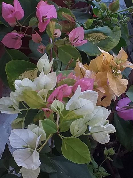  - Bougainvillea