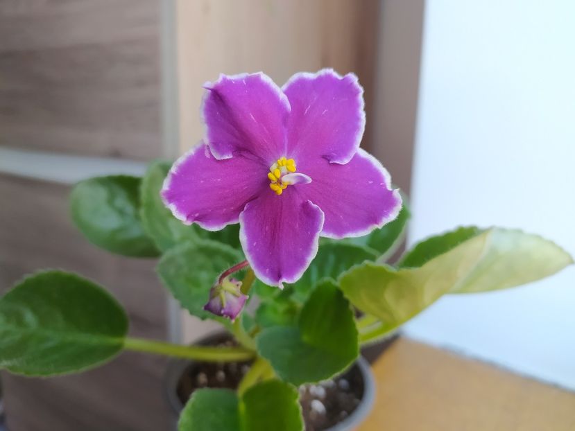 26 martie 2023 - BR Turmalin