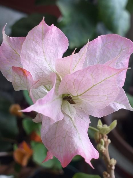 Pagoda Pink - Bougainvillea