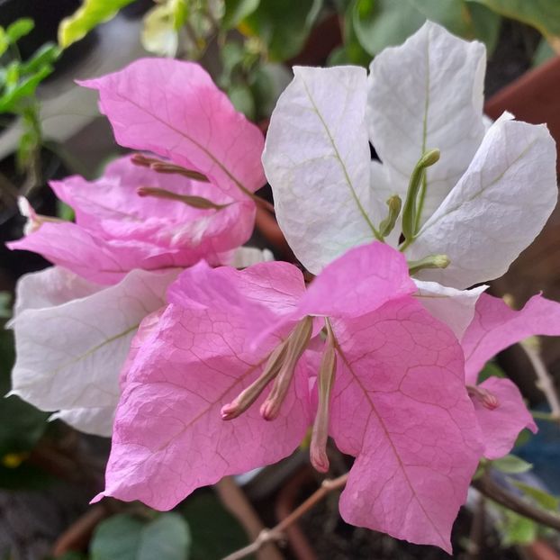  - Bougainvillea