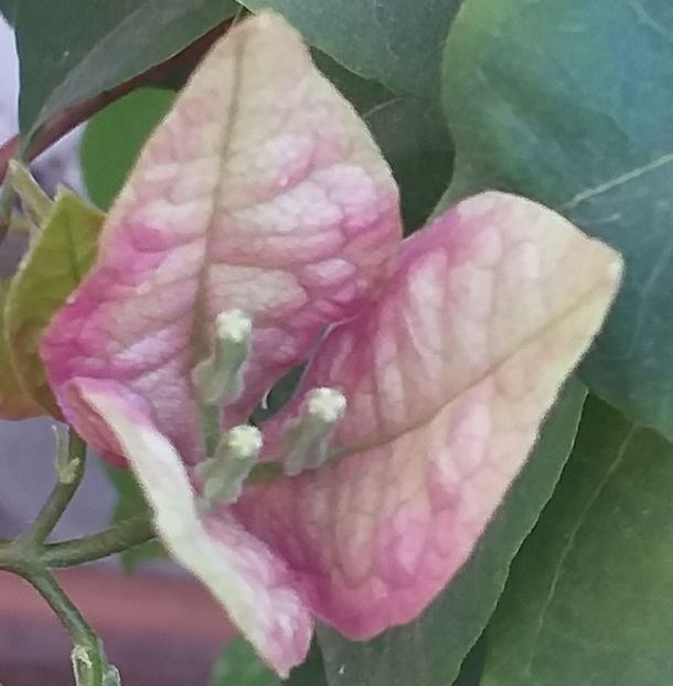 Wajid Ali Shah - Bougainvillea
