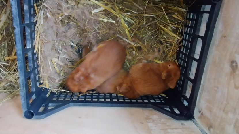  - CUIBURI DE IEPURAS