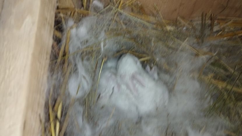  - CUIBURI DE IEPURAS