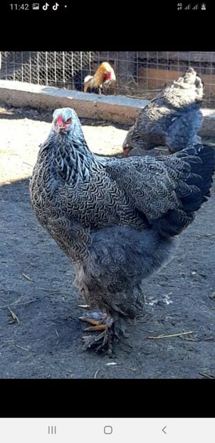 Screenshot_20221211-114232_Facebook - Brahma cocosi