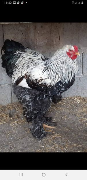 Screenshot_20221211-114217_Facebook - Brahma cocosi