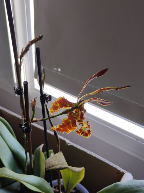 psychopsis papilio mariposa GV - Orhidee_2_psychopsis