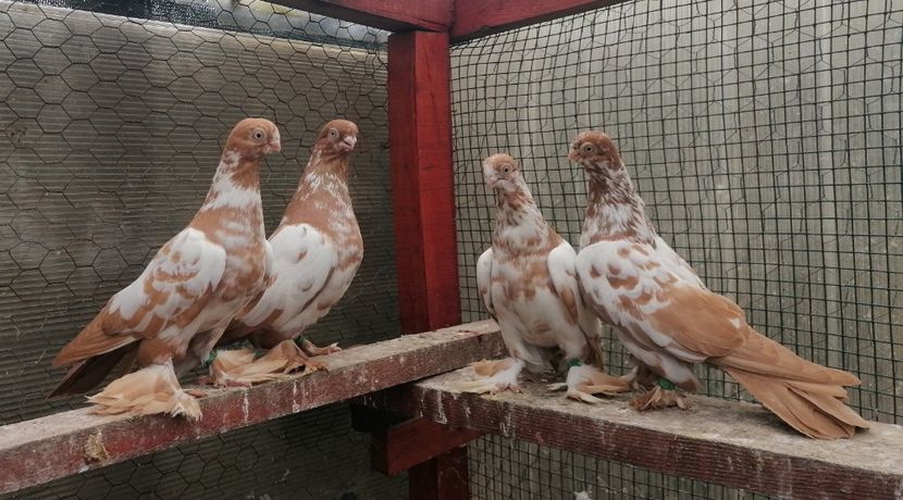 2M + 2F - Fluturi de Varșovia 2023