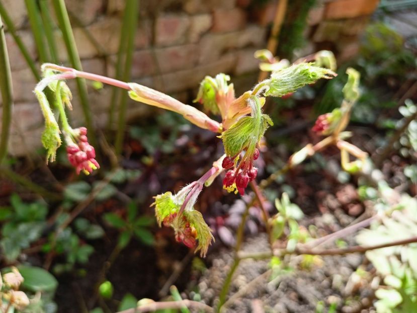 Acer "Dancing Peacock" - Grădina 2023
