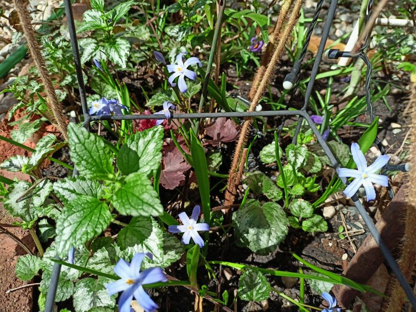 Chionodoxa forbesii - Grădina 2023