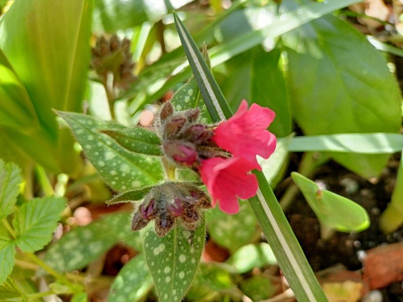 Pulmonaria "Shrimps on the Barbie" - Grădina 2023