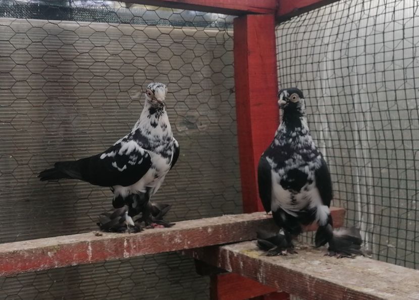 FM 2021 - Fluturi de Varșovia 2023