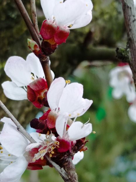  - Simfonii de primavara