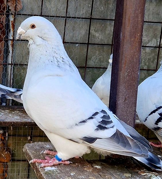  - MASCULI MATCĂ 2023