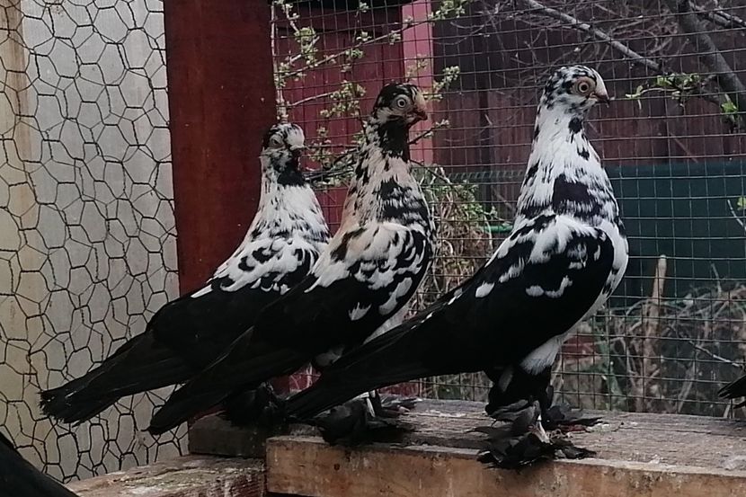 3 F - Fluturi de Varșovia 2023