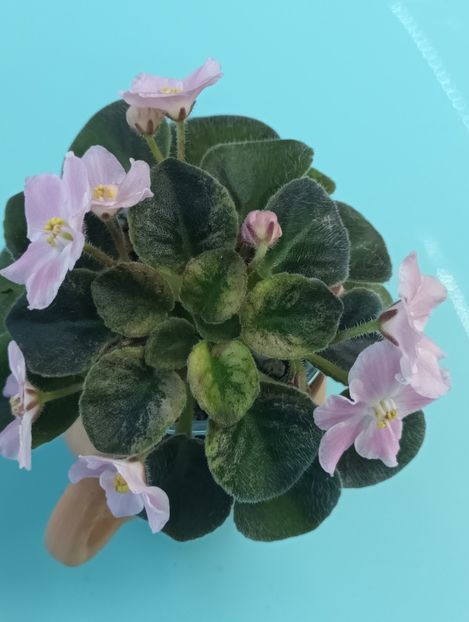  - Rob s Scrumptious nr 2 zzz