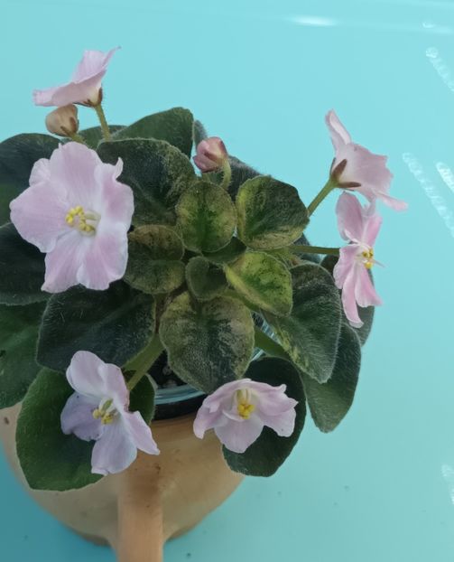  - Rob s Scrumptious nr 2 zzz