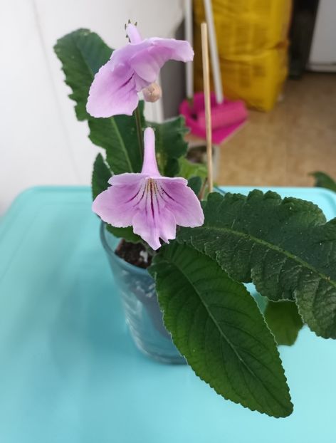  - STREPTOCARPUS