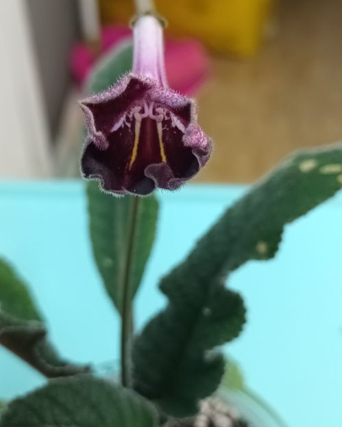  - STREPTOCARPUS