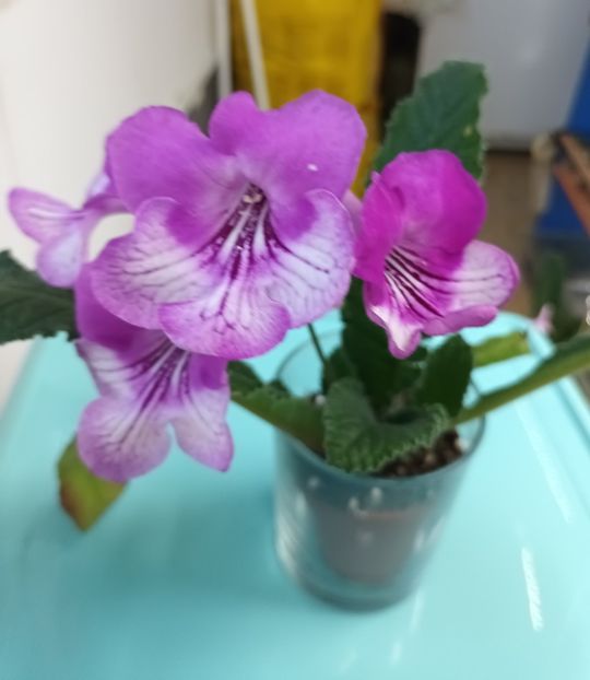  - STREPTOCARPUS
