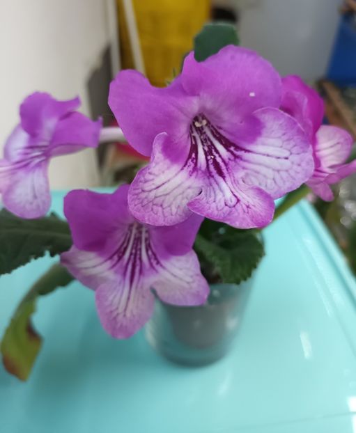  - STREPTOCARPUS