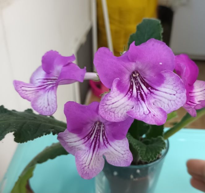  - STREPTOCARPUS