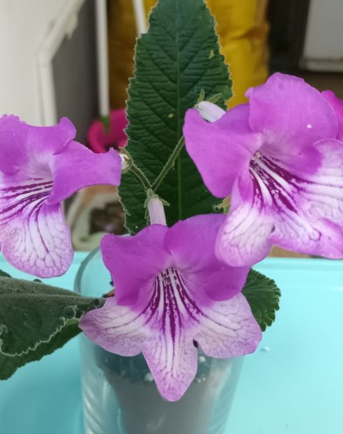  - STREPTOCARPUS