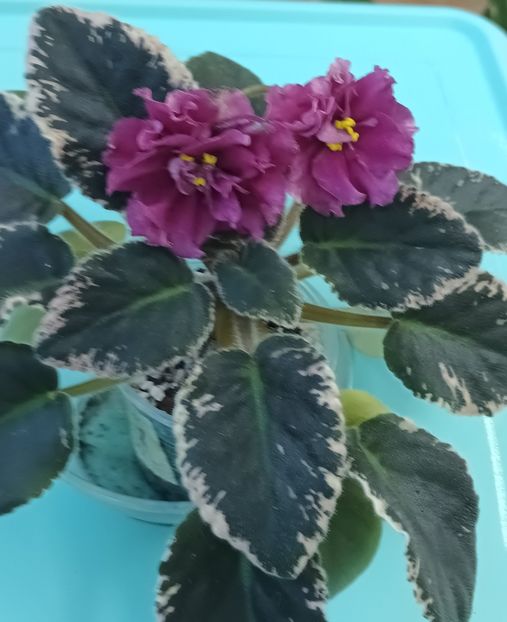  - Violete din semințe 1