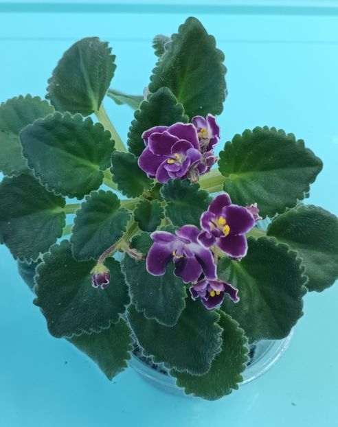  - Mac s Glacial Grape