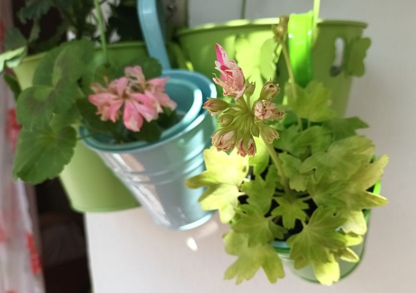 Minunata deja - Muscate