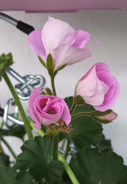 Din piață ;) - Muscate