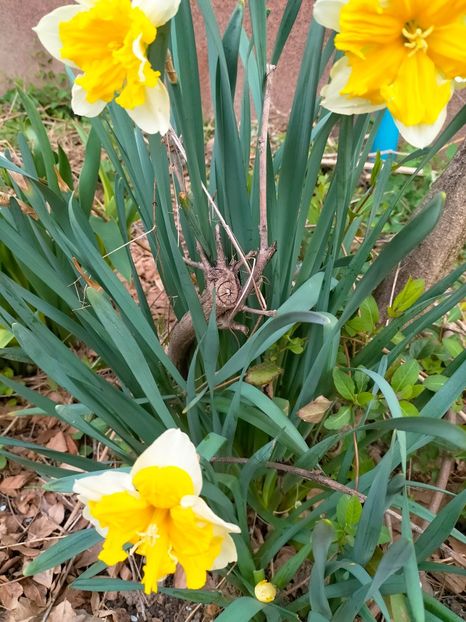 IMG20230327090101 - Martie 2023