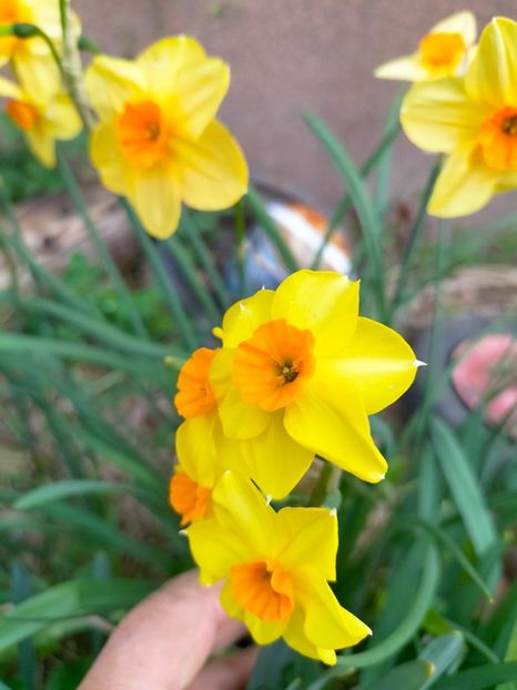 IMG20230327090031 - Martie 2023