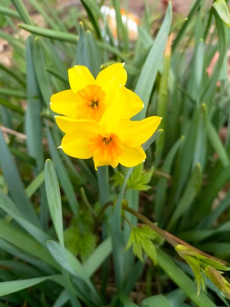 IMG20230327090018 - Martie 2023